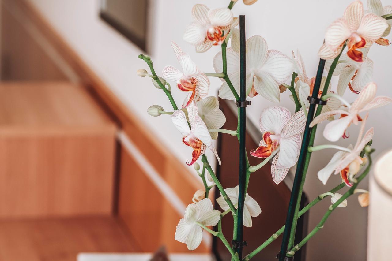 Hotel Ancora Palamós Dış mekan fotoğraf